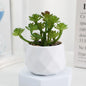 Mini Bonsai de Suculentas Artificiais